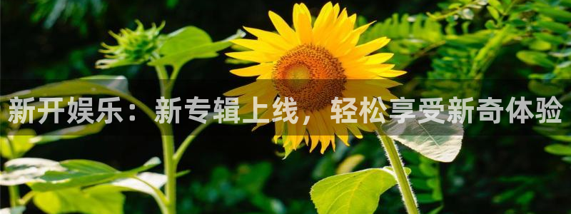 壹号电子娱乐app下载最新版：新开娱乐：新专辑上线，轻松享受新奇体验